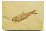 Detailed Fossil Fish (Knightia) - Wyoming #363864-1
